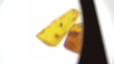 Kehribar taşı. Tarih öncesi fosil böcek makro ile otantik Baltık amber. Cam büyütme ve amber artan.