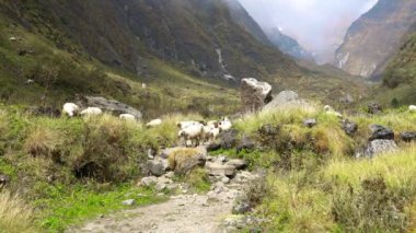 Annapurna temel kamp trek. Himalaya dağ manzarası Annapurna bölgesinde, Nepal.