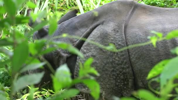 Asian Rhino Groen Gras Eten Chitwan National Park Nepal — Stockvideo
