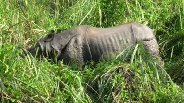 Yeşil çim yeme Asya gergedan. Chitwan Milli Parkı, Nepal.