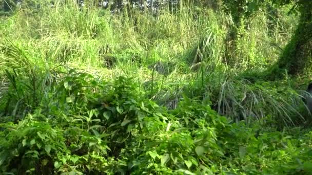 Asiatische Nashörner fressen grünes Gras. Chitwan Nationalpark, Nepal. — Stockvideo