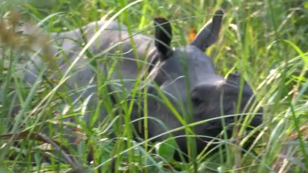 Asiatische Nashörner fressen grünes Gras. Chitwan Nationalpark, Nepal. — Stockvideo