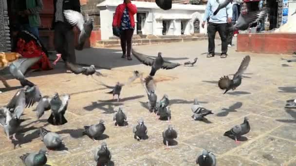 Kathmandu, Nepal - outubro de 2018: Super slow motion 960 fps. Pombos em Swayambhunath ou temle macaco. Katmandu, Nepal . — Vídeo de Stock