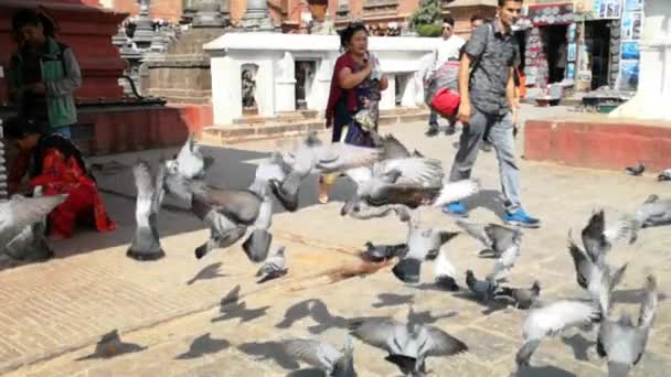 Kathmandu , Nepal - October 2018: Super slow motion 960 fps. Pigeons in Swayambhunath or monkey temle. Kathmandu, Nepal. — Stock Video