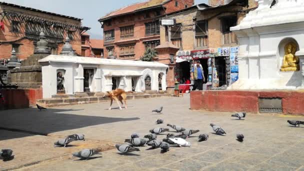 Kathmandu, Nepal - października 2018: Super slow motion 960 kl/s. Gołębie w Swayambhunath lub monkey temle. Kathmandu, Nepal. — Wideo stockowe