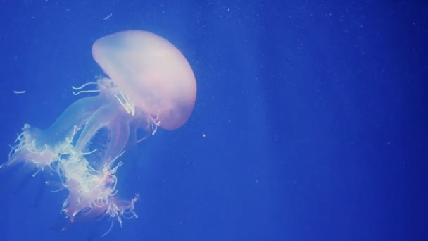 Red glowing jellyfish moving in the dark blue water. — Stock Video