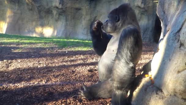 Severo Silverback Gorila Comer na grama verde . — Vídeo de Stock