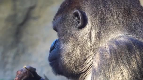 Schwerer Silberrücken-Gorilla frisst auf dem grünen Gras. — Stockvideo