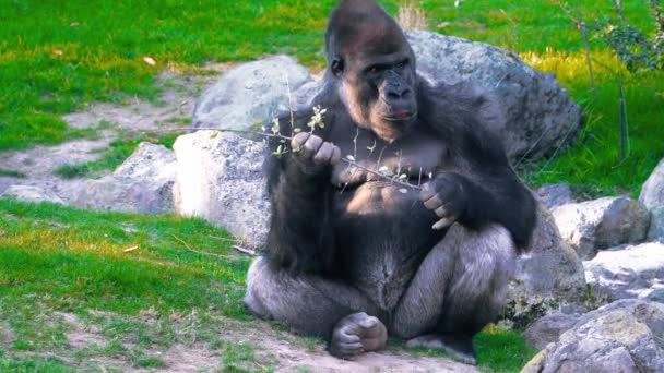 Severo Silverback Gorila Comer na grama verde . — Vídeo de Stock