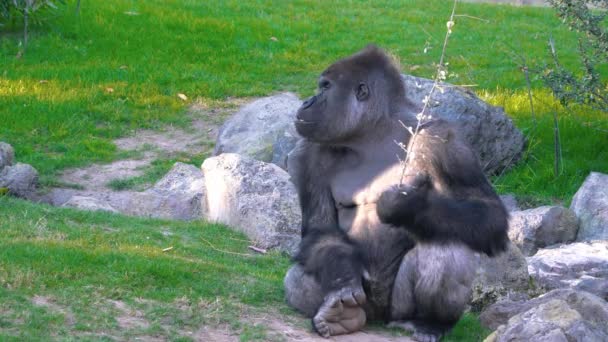 Σοβαρή Silverback Gorilla τρώγοντας στο πράσινο γρασίδι. — Αρχείο Βίντεο