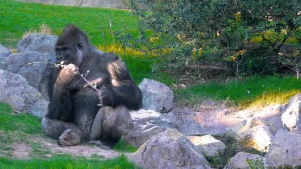 Σοβαρή Silverback Gorilla τρώγοντας στο πράσινο γρασίδι. — Αρχείο Βίντεο