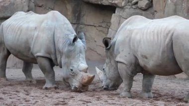 İki beyaz erkek Rhino ile büyük boynuzları mücadele ediyoruz.
