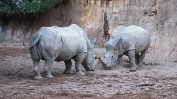Två vita manliga noshörning med stora horn kämpar. — Stockvideo