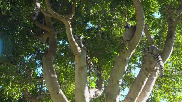 Lémures de Madagascar sentados en ramas de árboles y descansando . — Vídeo de stock