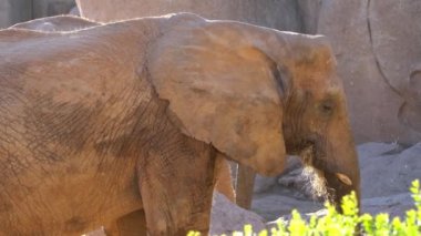 Afrika savana fil. Tür: Loxodonta africana, Aile: fil, sipariş: fil, sınıf: takımından.