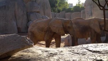 Afrika savana fil. Tür: Loxodonta africana, Aile: fil, sipariş: fil, sınıf: takımından.