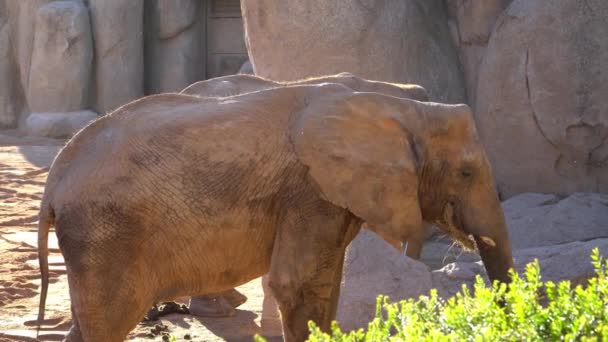 非洲大草原大象。种类: 非洲龙可登塔, 科: 大象, 顺序: 普罗科西达, 类: 哺乳动物. — 图库视频影像
