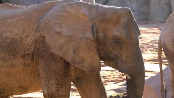 アフリカのサバンナの象。種: アフリカゾウ、家族: ゾウ科、順序: クラス長鼻類: 哺乳綱. — ストック動画