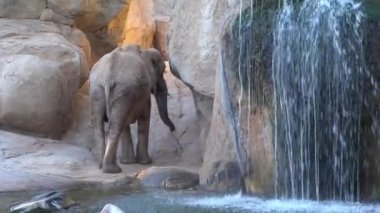 Afrika savana fil. Tür: Loxodonta africana, Aile: fil, sipariş: fil, sınıf: takımından.