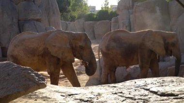 Afrika savana fil. Tür: Loxodonta africana, Aile: fil, sipariş: fil, sınıf: takımından.