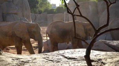 Afrika savana fil. Tür: Loxodonta africana, Aile: fil, sipariş: fil, sınıf: takımından.