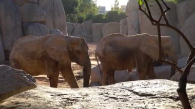 Afrika savana fil. Tür: Loxodonta africana, Aile: fil, sipariş: fil, sınıf: takımından.