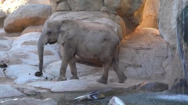 Africké savany slon. Druh: Loxodonta africana, rodinné: Slonovití, objednávky: chobotnatci, třída: Mammalia. — Stock video