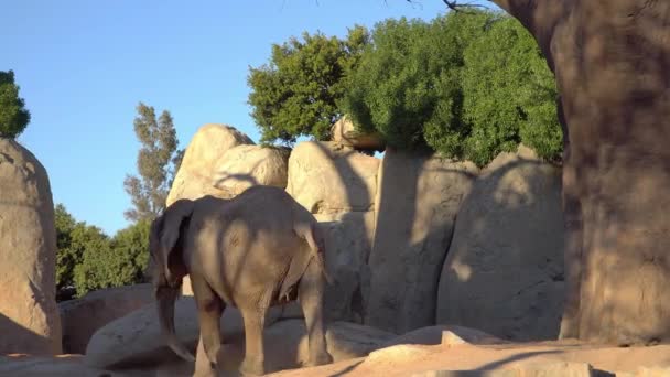 Słoń afrykańskiej sawanny. Gatunki: Loxodonta africana, rodziny: elephantidae, zamówienia: trąbowce, Klasa: Mammalia. — Wideo stockowe