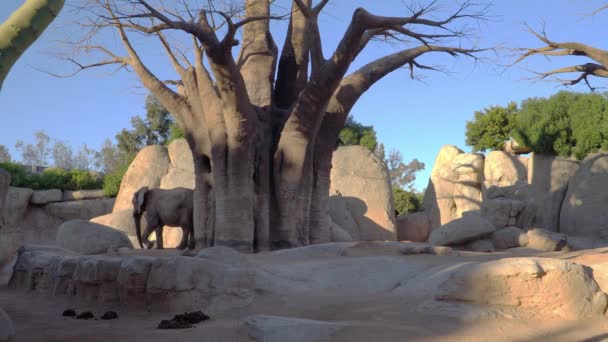 Afrikanischer Savannenelefant. Art: loxodonta africana, Familie: Elefanten, Ordnung: Rüssel, Klasse: Säugetiere. — Stockvideo