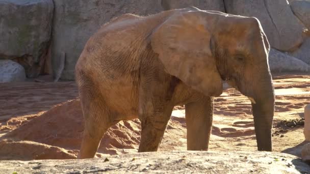 Αφρικανική σαβάνα ελέφαντας. Είδη: Africana Loxodonta, οικογένεια: elephantidae, σειρά: προβοσκιδοειδών, Κατηγορία: Mammalia. — Αρχείο Βίντεο