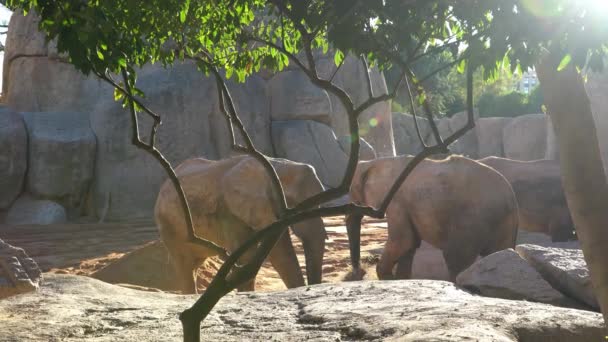 Africké savany slon. Druh: Loxodonta africana, rodinné: Slonovití, objednávky: chobotnatci, třída: Mammalia. — Stock video