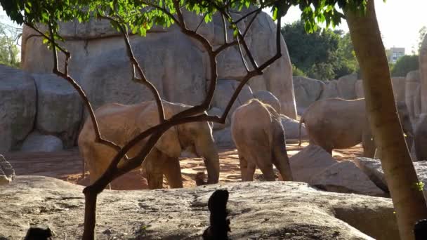 Afrika savana fil. Tür: Loxodonta africana, Aile: fil, sipariş: fil, sınıf: takımından. — Stok video