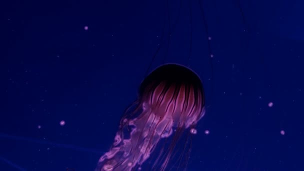 Красные светящиеся медузы движутся в темно-синей воде . — стоковое видео