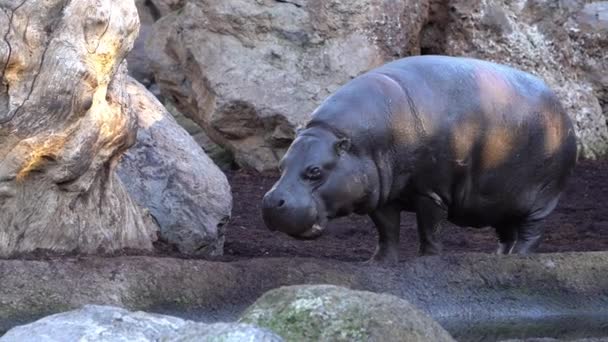 Pygmy nijlpaard. Soorten: pygmy nijlpaard, familie: nijlpaarden, volgorde: Artiodactyla, klasse: Mammalia (zoogdieren). — Stockvideo