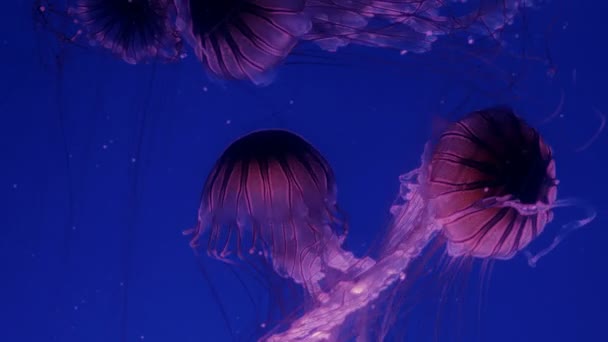 Kırmızı parlayan denizanası koyu mavi su hareketli. — Stok video