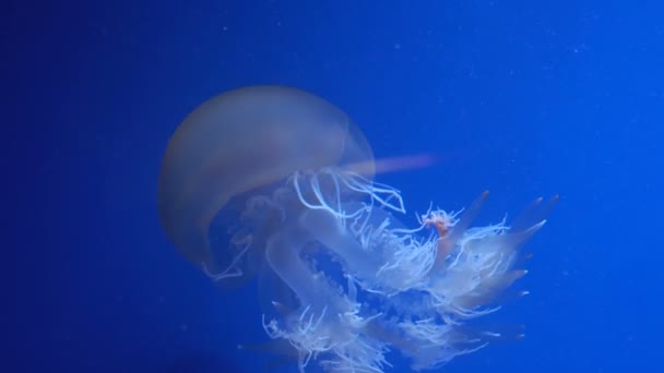 Medusa blu incandescente che si muove nell'acqua blu scuro . — Video Stock