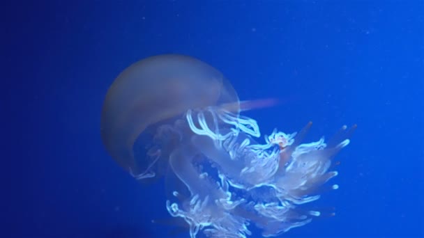 Синие светящиеся медузы движутся в тёмно-синей воде . — стоковое видео