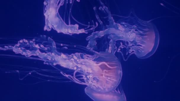 Red glowing jellyfish moving in the dark blue water. — Stock Video