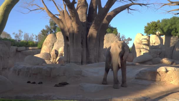 Afrikaanse savanne olifant. Soort: Loxodonta africana, familie: olifanten, volgorde: proboscidea, klasse: Mammalia (zoogdieren). — Stockvideo