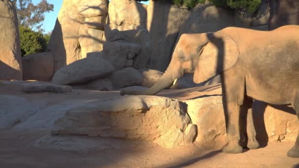アフリカのサバンナの象 アフリカゾウ ゾウ科順序長鼻類綱 — ストック動画