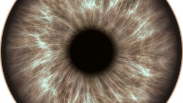 Human Eye Stock Videos Royalty Free Human Eye Footages