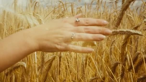 Close-up van van dames hand loopt door gouden tarweveld. Meisjes hand aanraken van tarwe close-up. Slow motion. — Stockvideo