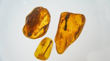 Kehribar taşı. Tarih öncesi fosil böcek makro ile otantik Baltık amber. Cam büyütme ve amber artan.