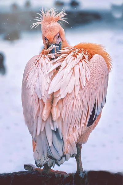 Beyaz Pelikan (Pelecanus onocrotalus) detaylı portresi