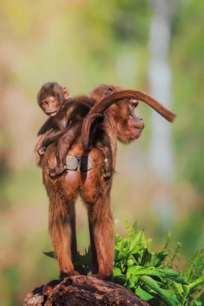 Gelada (Theropithecus gelada) anne ve bebek