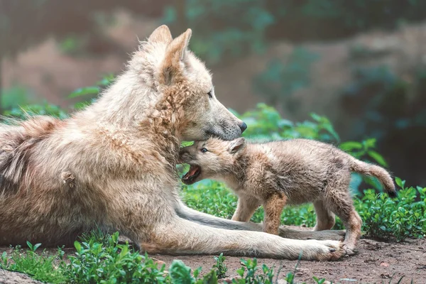 Lupo Artico Canis Lupus Tundrarum Famale Con Cucciolo — Foto Stock