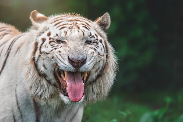 Indian Tiger Panthera Tigris Tigris Detail Portrait — Stock Photo, Image