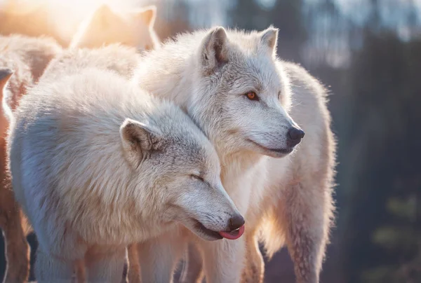 Kuzey Kutbu Kurdu (Canis lupus tundrarum) ormandaki güzel hayvan