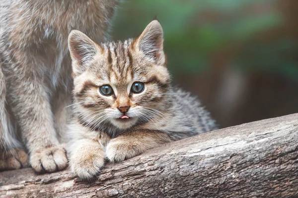 Avrupa vahşi kedisi (Felis silvestris) kedi yavrusu portresi