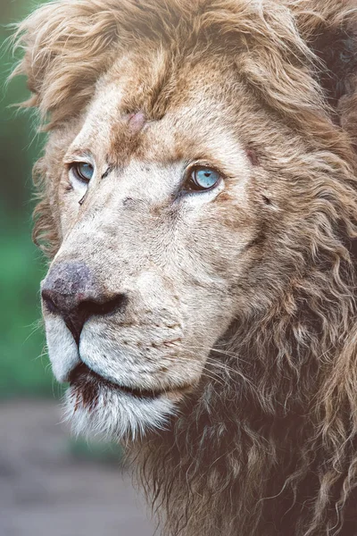 León Sudafricano Panthera Leo Krugeri Detalle Retrato Cabeza Rey León — Foto de Stock